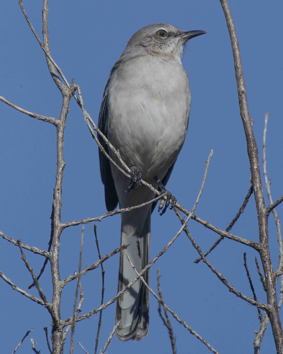 Northern Mockingbird - ML610444837