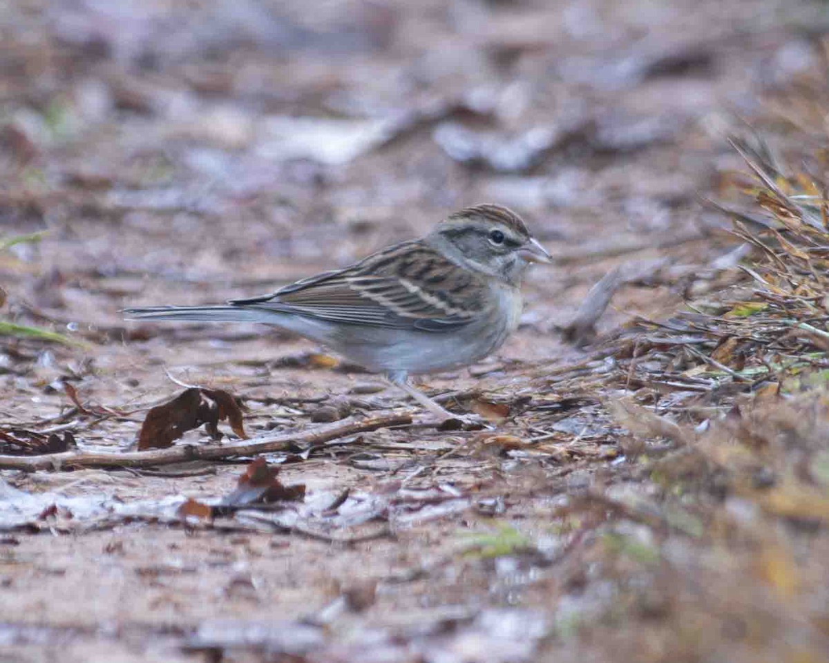 Chipping Sparrow - ML610444843