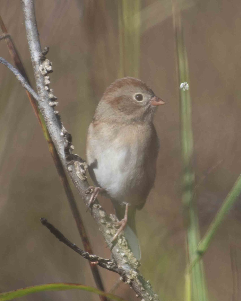 Field Sparrow - ML610444847