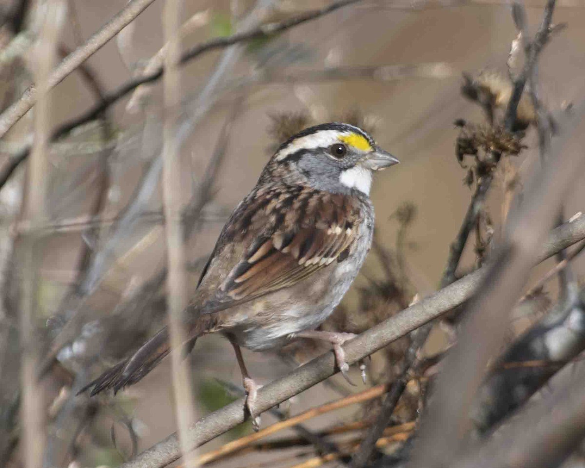 White-throated Sparrow - ML610444850