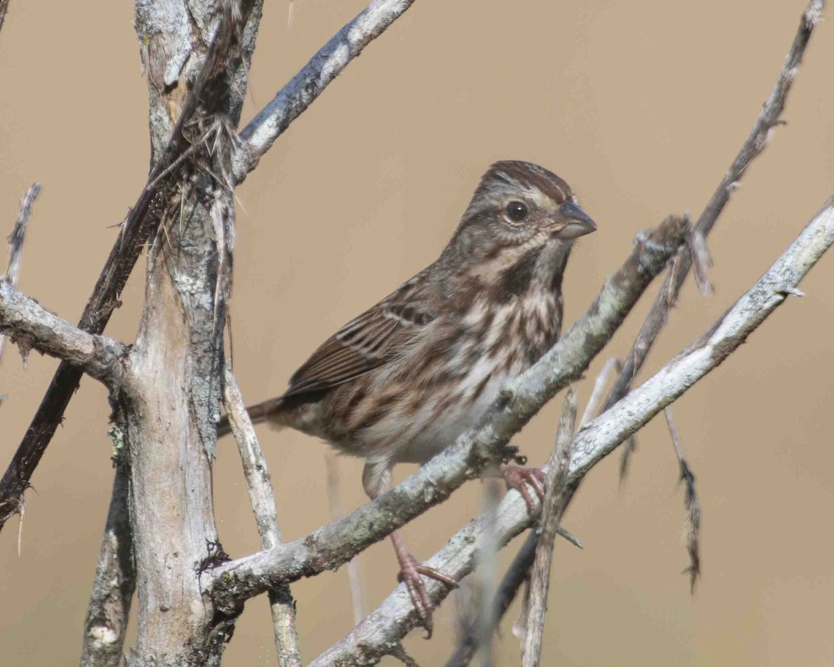 Song Sparrow - ML610444853