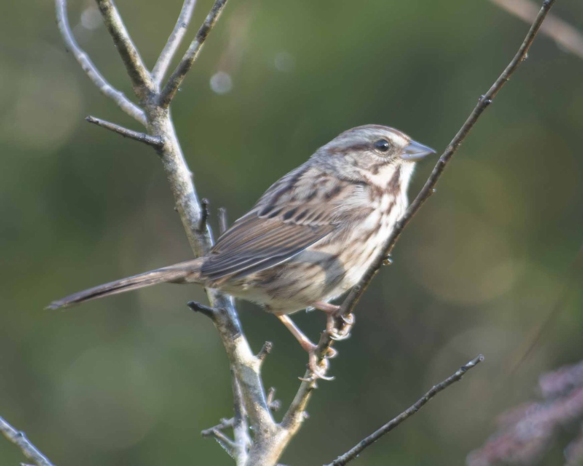 Song Sparrow - ML610444854