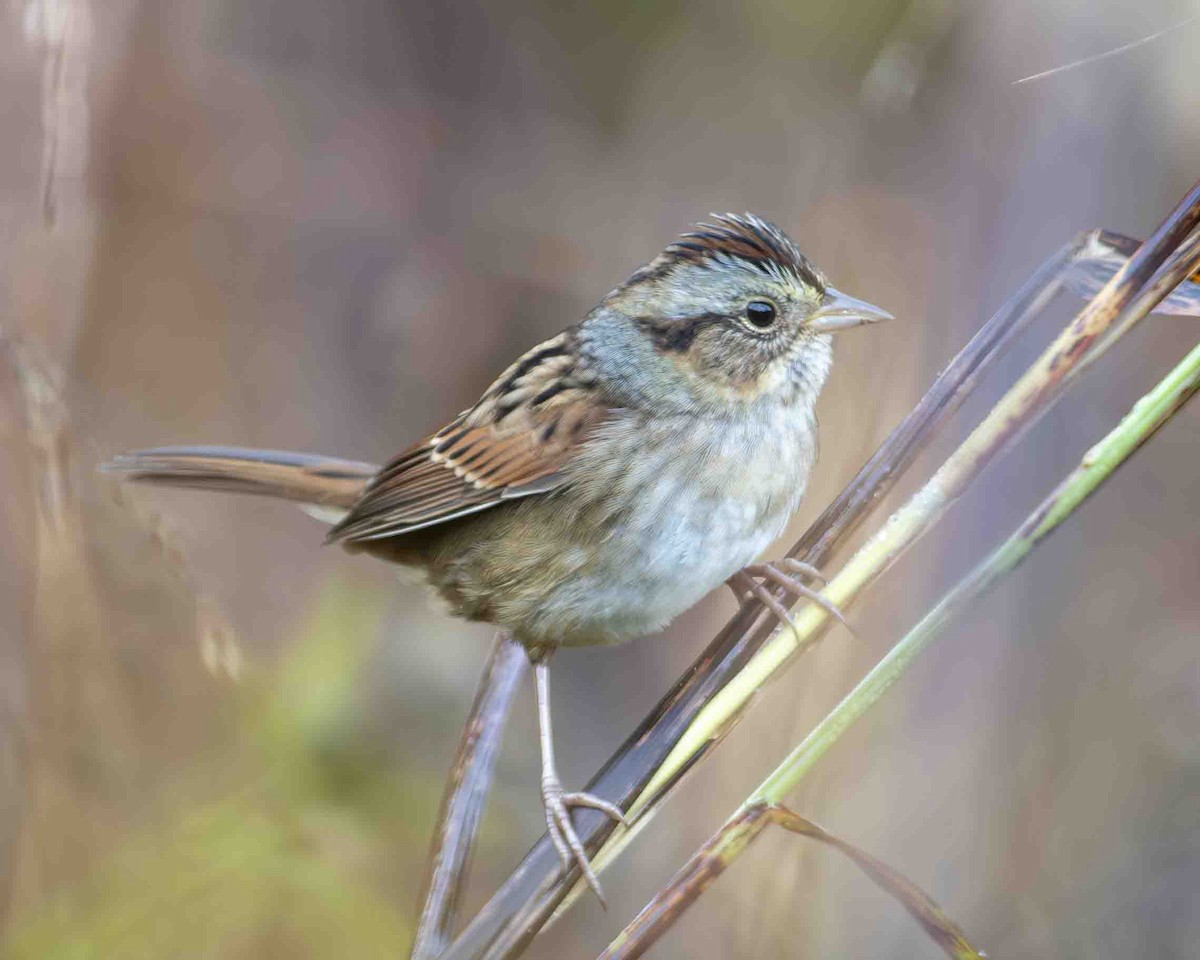 Swamp Sparrow - ML610444862