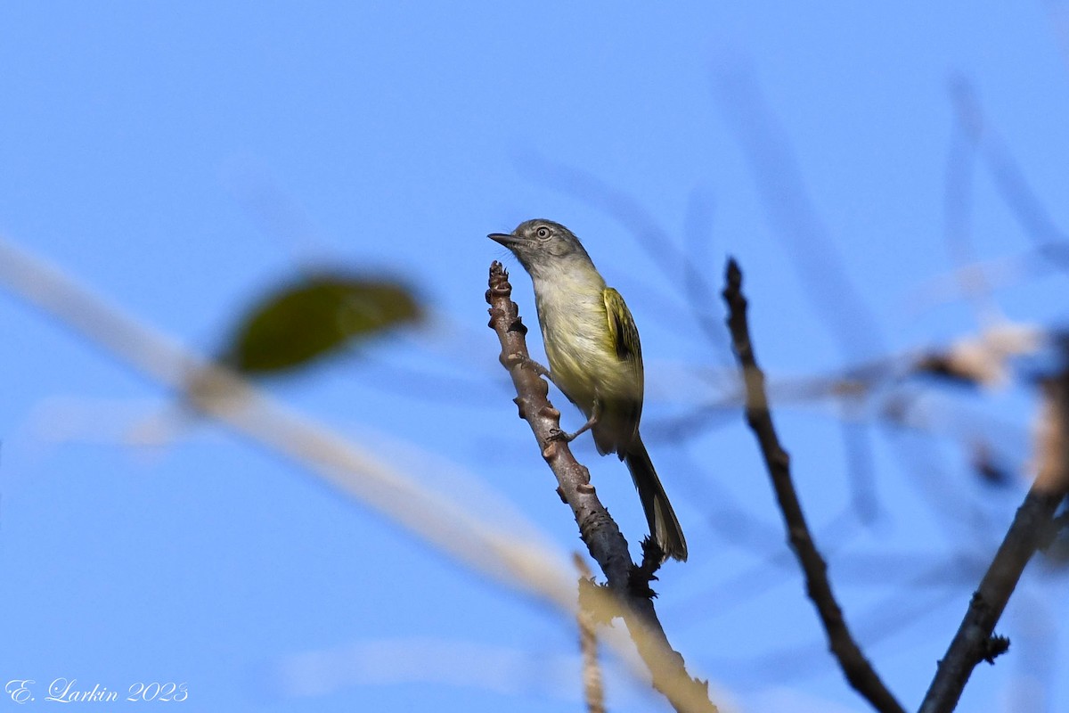 Yellow-olive Flatbill - ML610444914