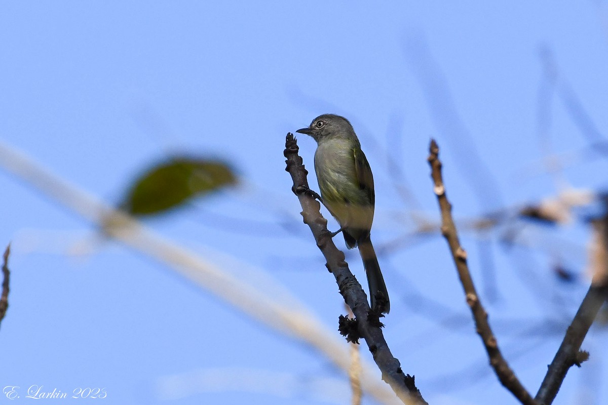 Yellow-olive Flatbill - ML610444915