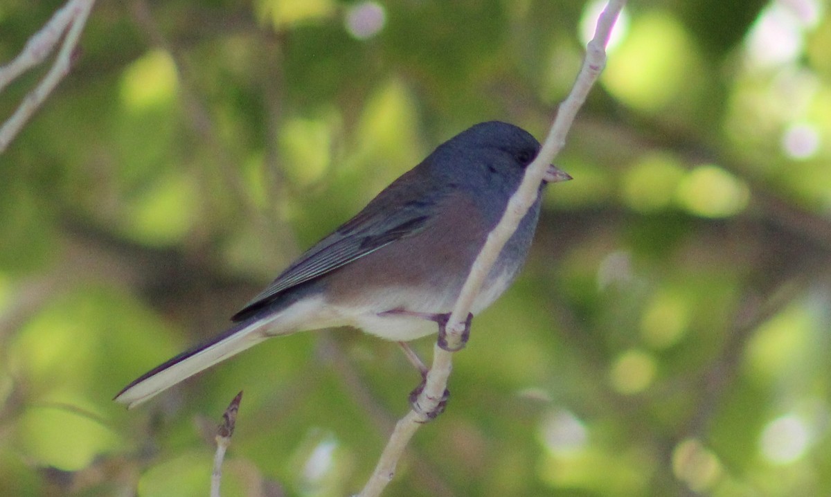 Junco ardoisé (mearnsi) - ML610444916