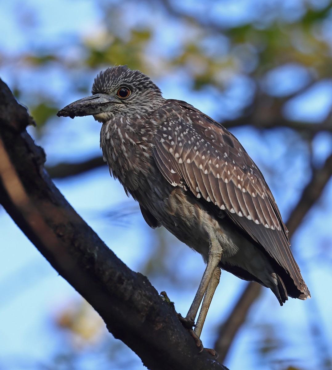 Yellow-crowned Night Heron - ML610444927