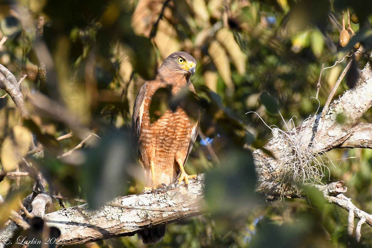 Roadside Hawk - Emily Larkin