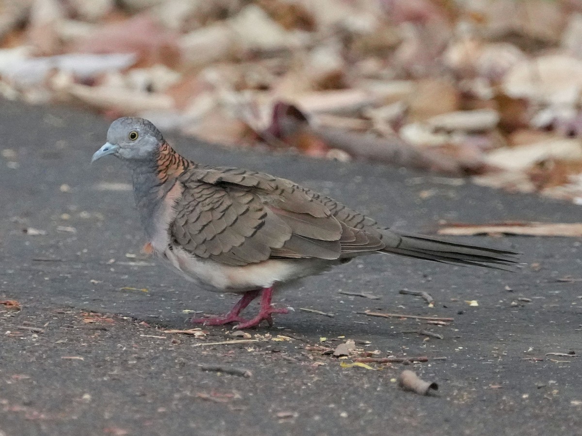 Bar-shouldered Dove - ML610444968