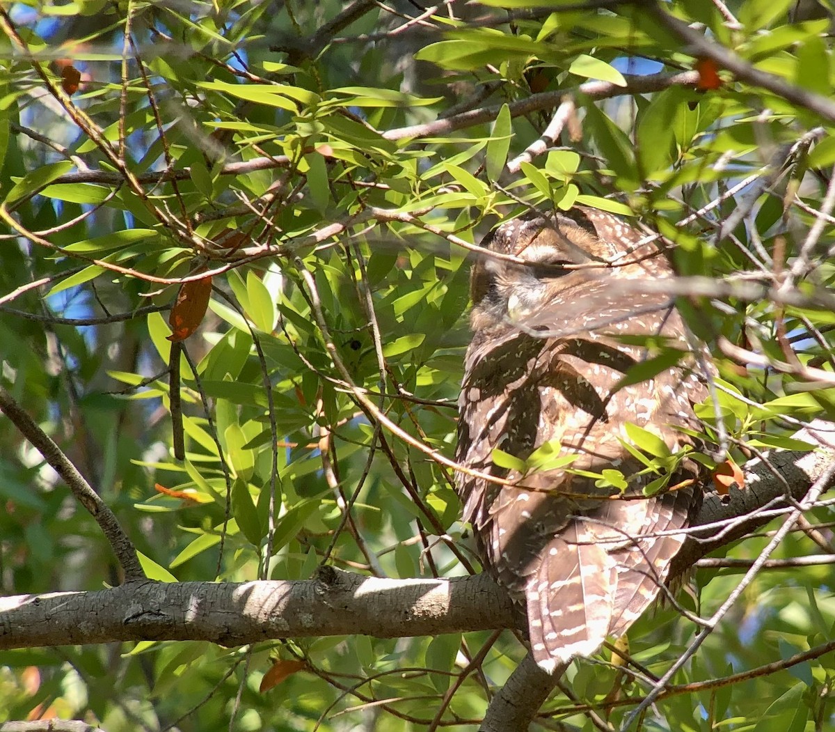 Spotted Owl - ML610444996