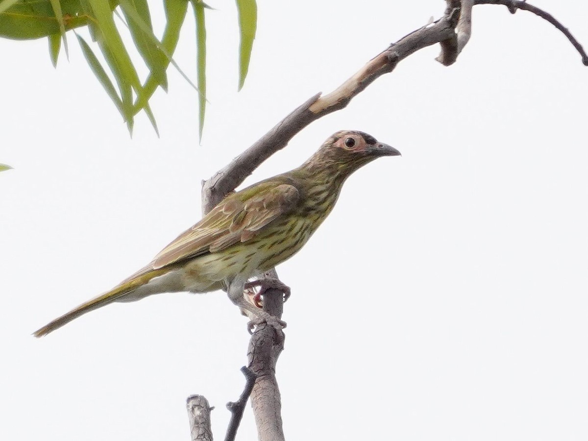 Australasian Figbird - ML610445041