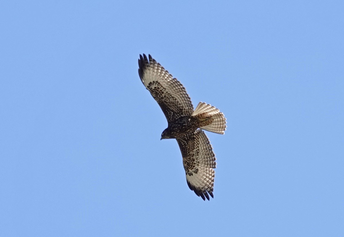 Red-tailed Hawk - ML610445047