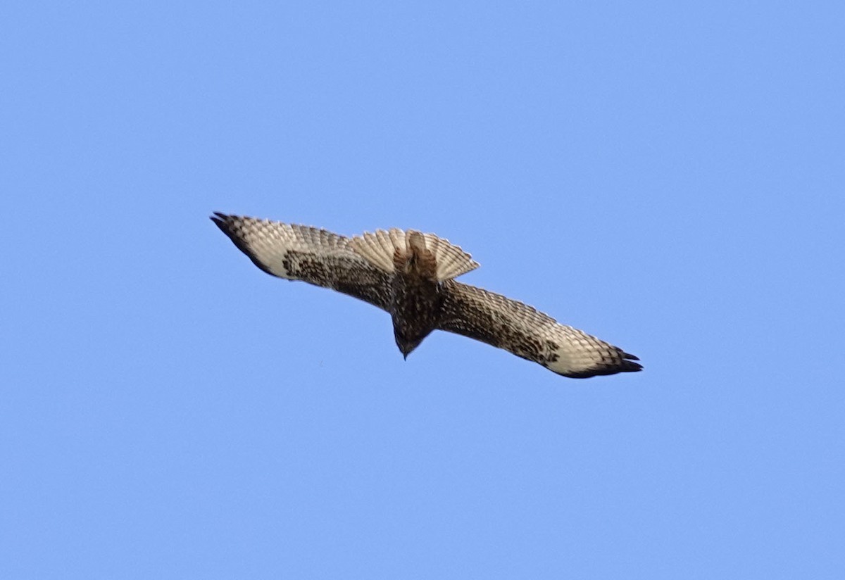 Red-tailed Hawk - ML610445054