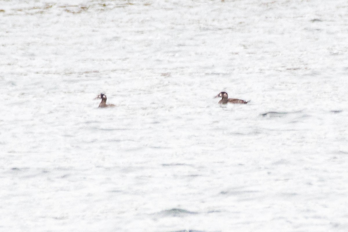 Surf Scoter - ML610445060