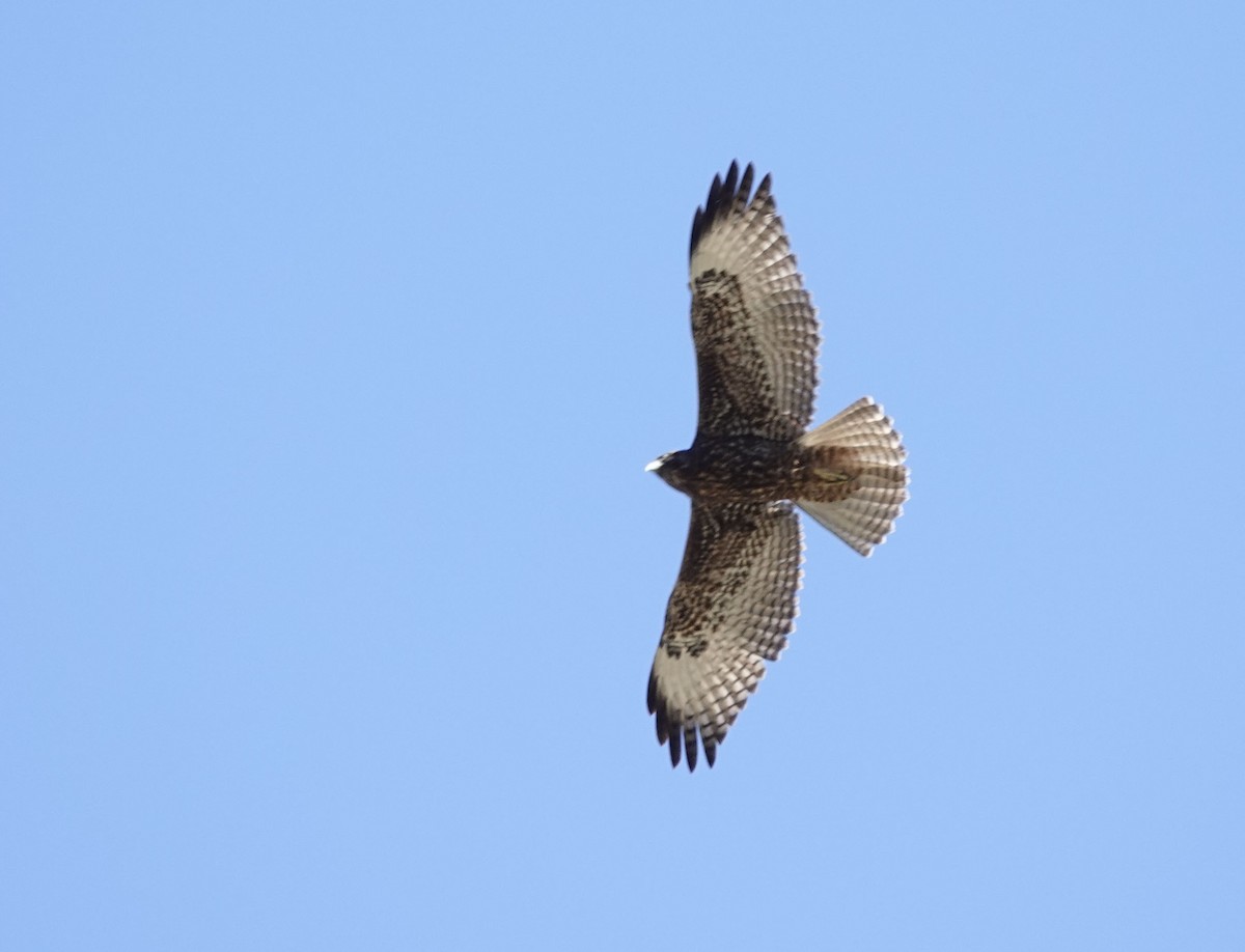 Red-tailed Hawk - ML610445066