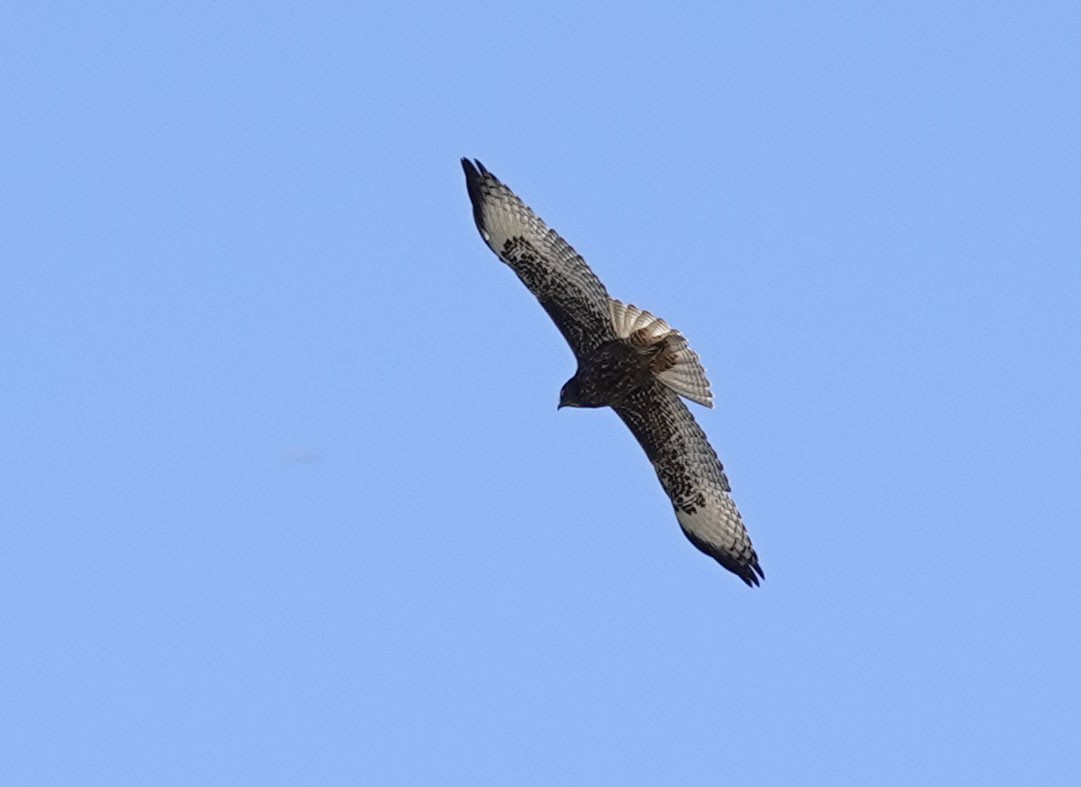 Red-tailed Hawk - ML610445076