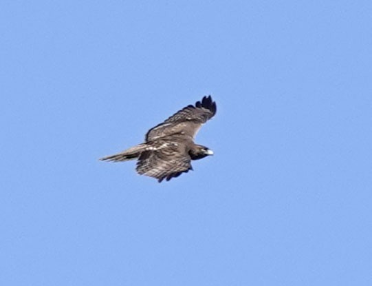 Red-tailed Hawk - ML610445094