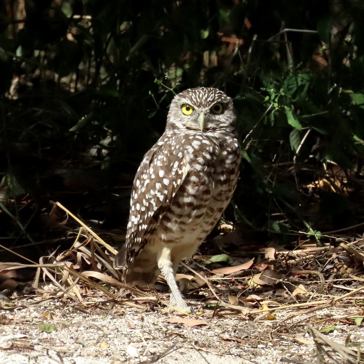 Burrowing Owl - ML610445131