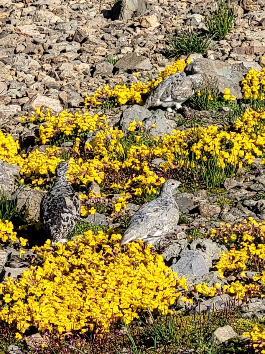 White-tailed Ptarmigan - ML610445167