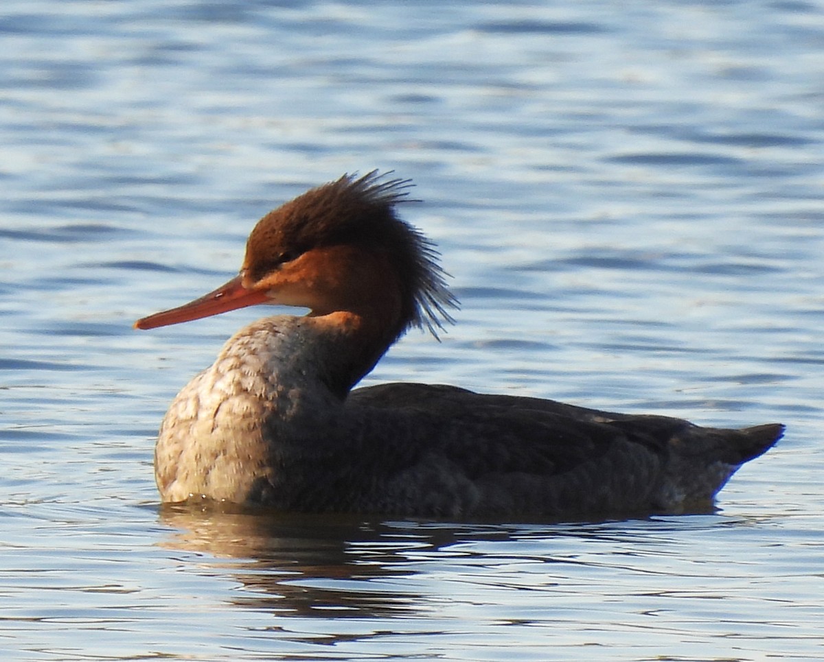 Red-breasted Merganser - ML610445279