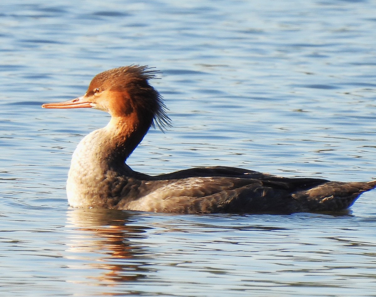 Red-breasted Merganser - ML610445280