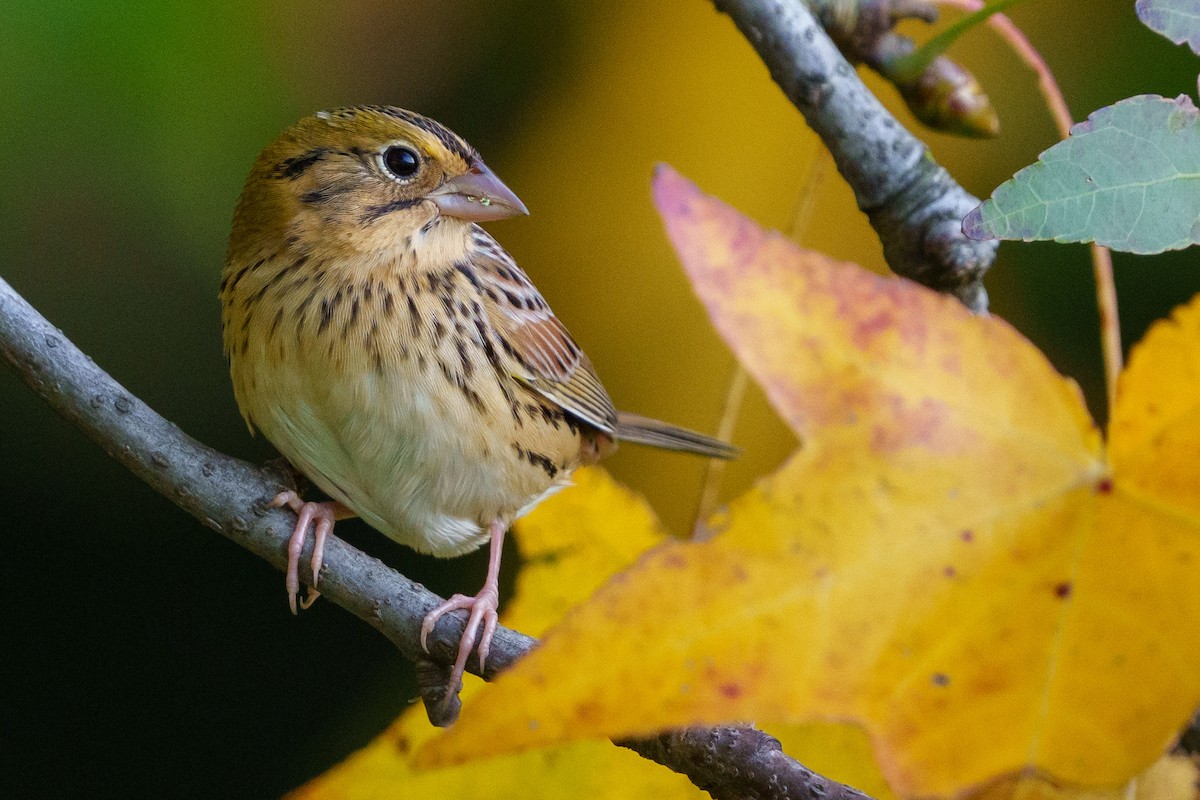 Henslow's Sparrow - Jeremy Nadel