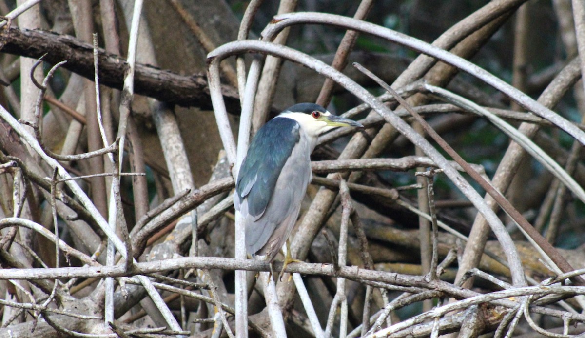 Black-crowned Night Heron - ML610445304