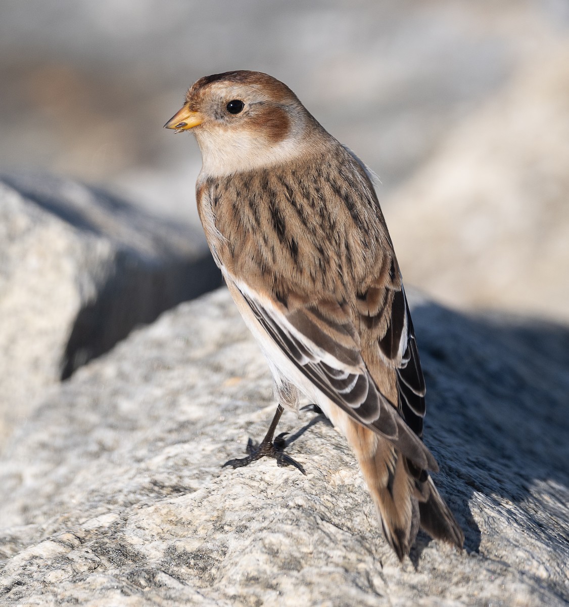 Snow Bunting - Joe Donahue