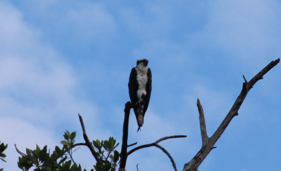 Osprey - ML610445333