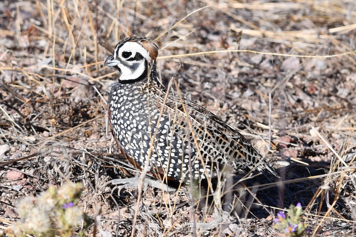 Montezuma Quail - ML610445380