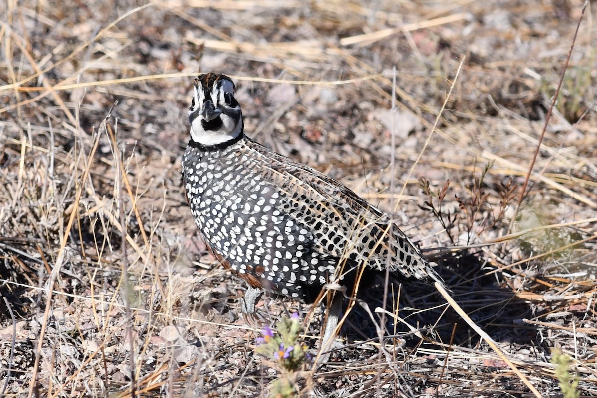 Montezuma Quail - ML610445385