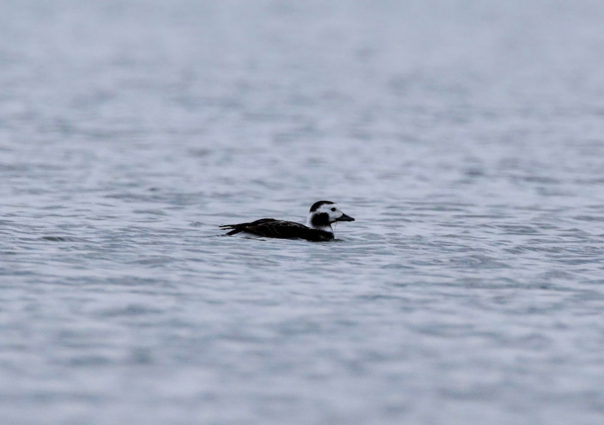 Long-tailed Duck - ML610445414