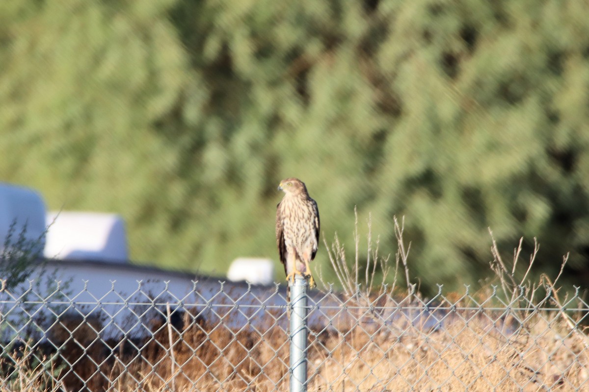 Cooper's Hawk - ML610445500