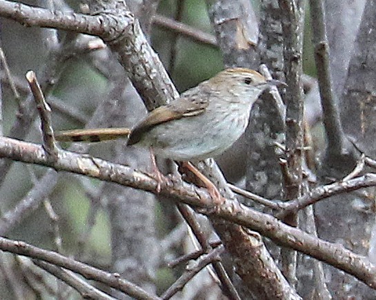 Red-headed Cisticola - ML610445693