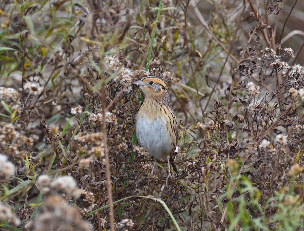 LeConte's Sparrow - ML610445767