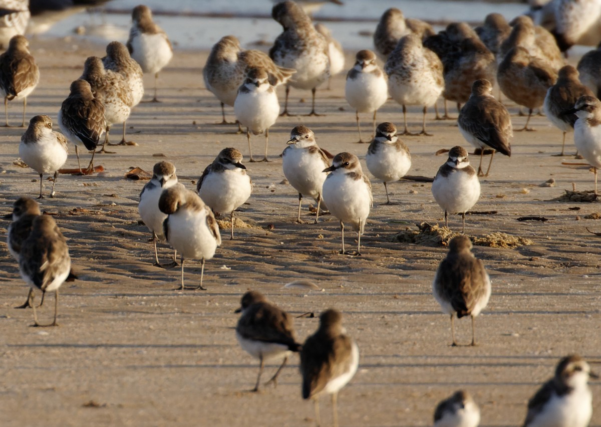 Greater Sand-Plover - ML610445859