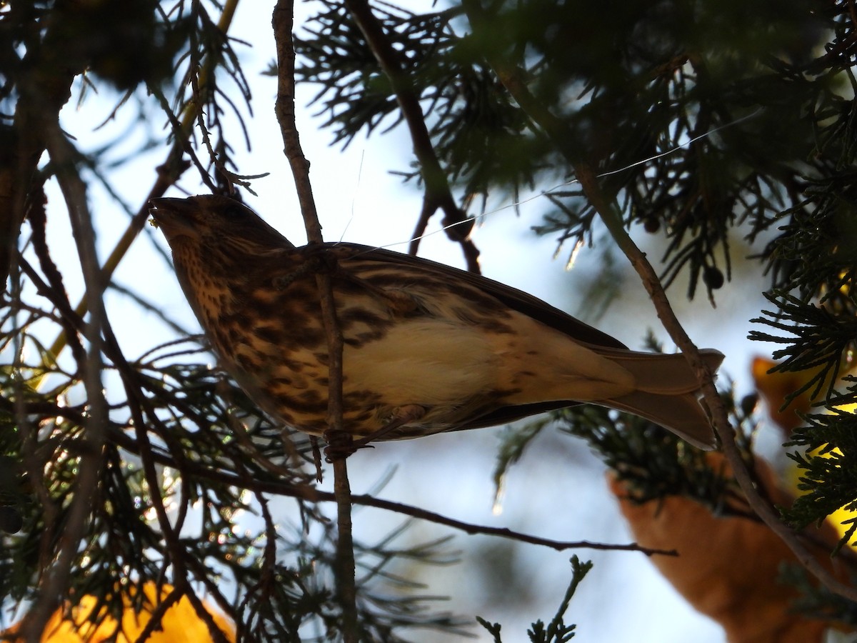 Purple Finch - ML610446062