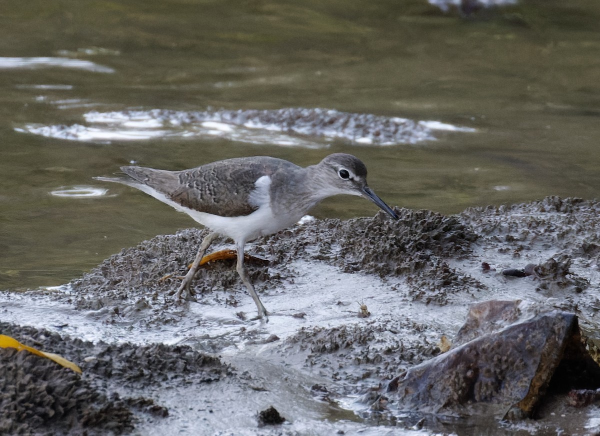 Common Sandpiper - ML610446155