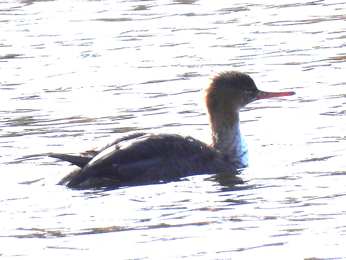 Red-breasted Merganser - Susan Gowen