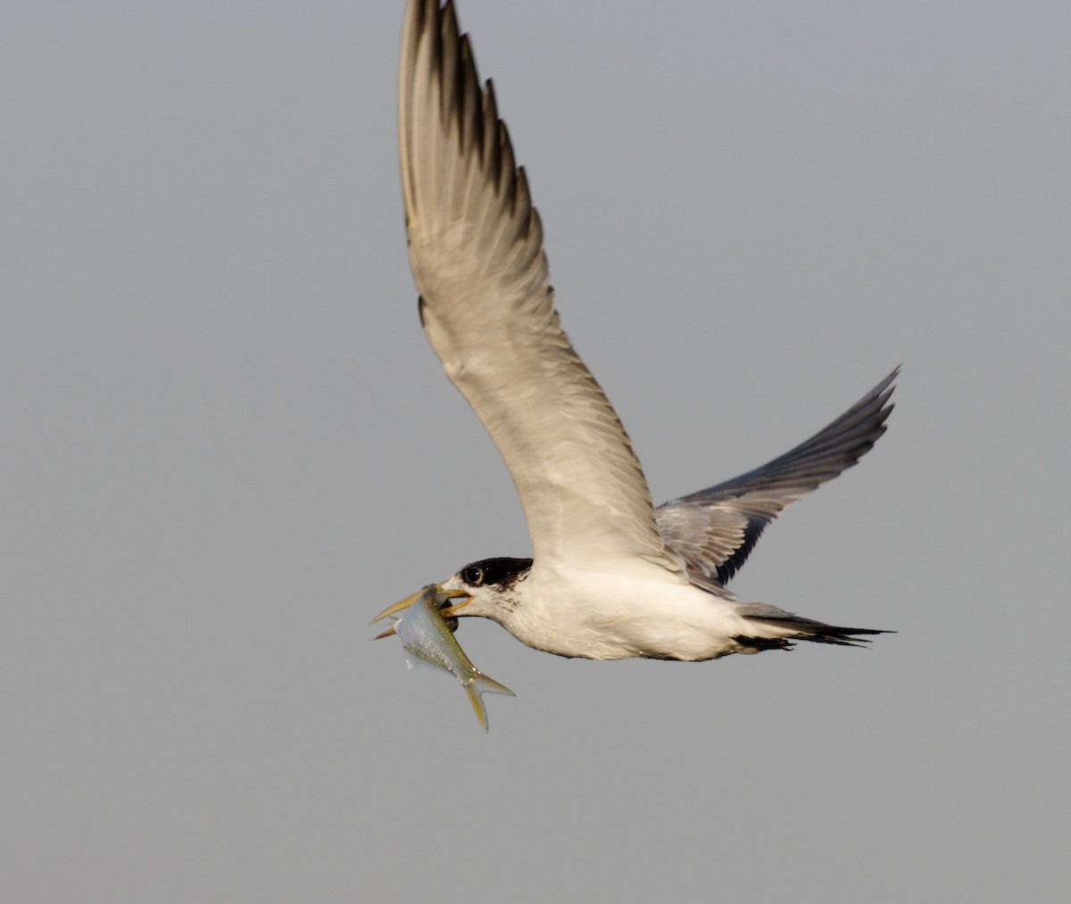 Great Crested Tern - Peter Bennet