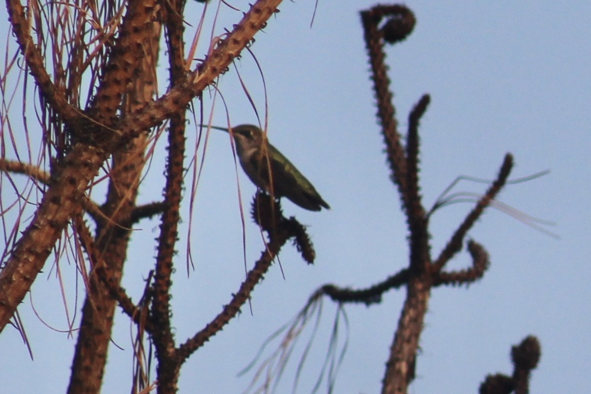 Ruby-throated Hummingbird - ML610446206