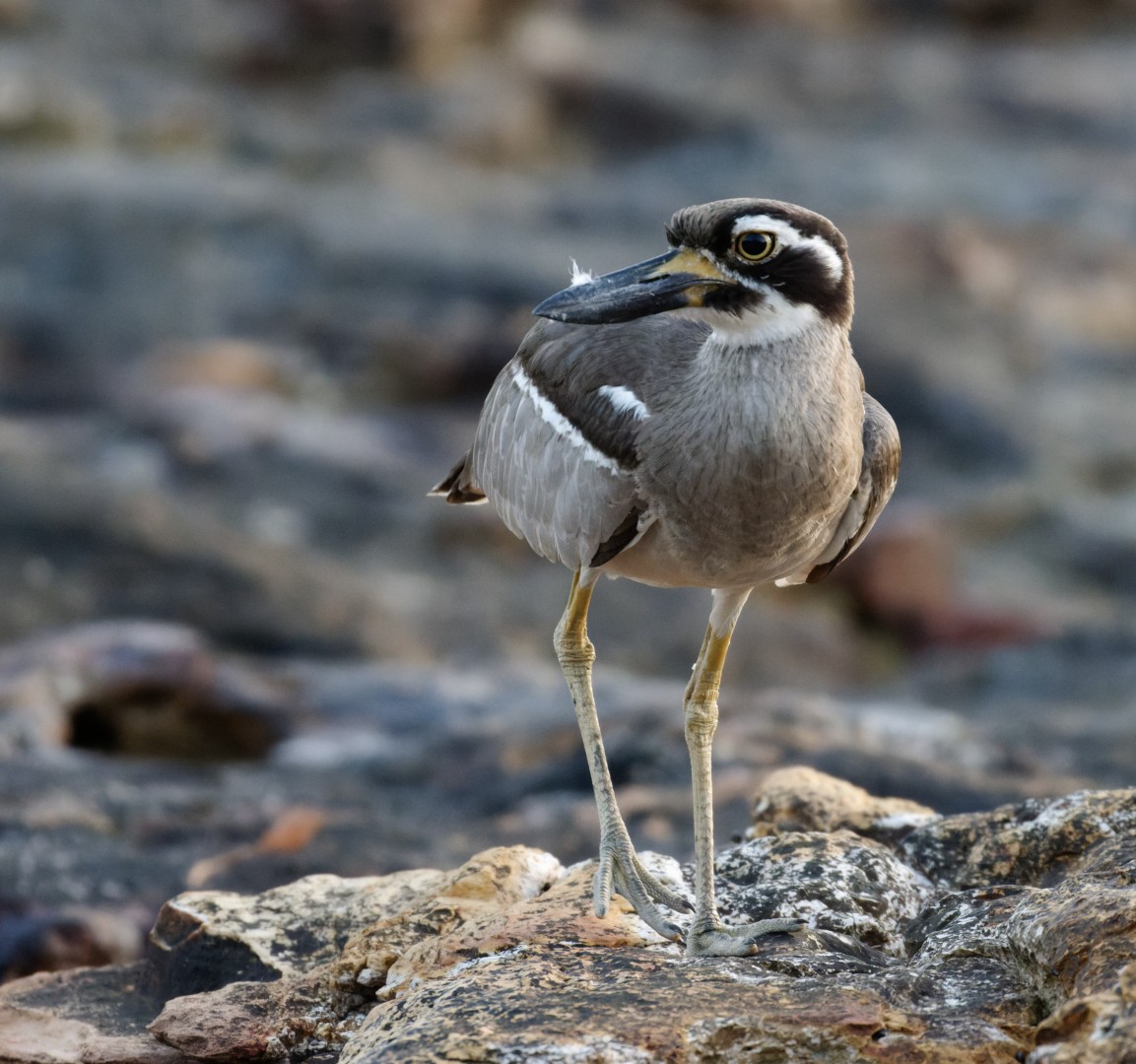 Beach Thick-knee - ML610446207