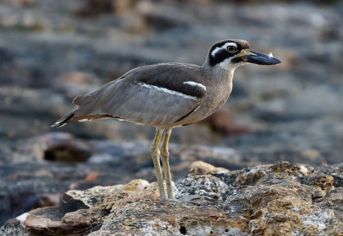 Beach Thick-knee - Peter Bennet