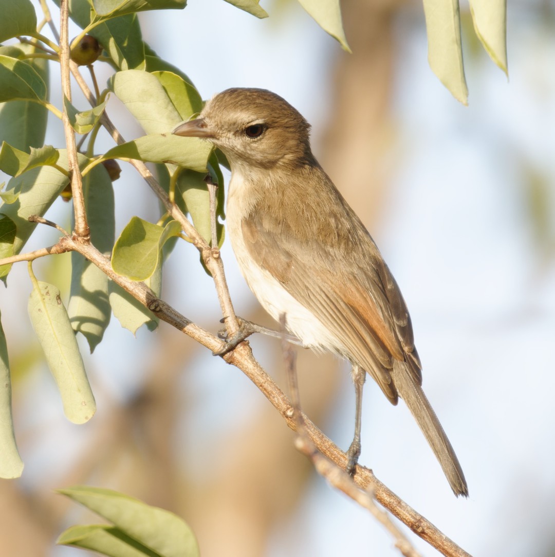 Arafura Shrikethrush - ML610446239