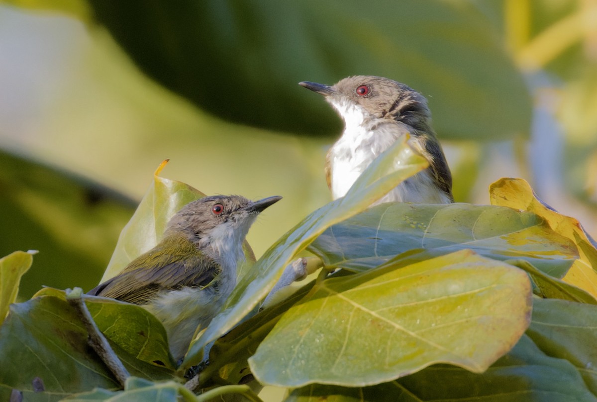 Green-backed Gerygone - ML610446266