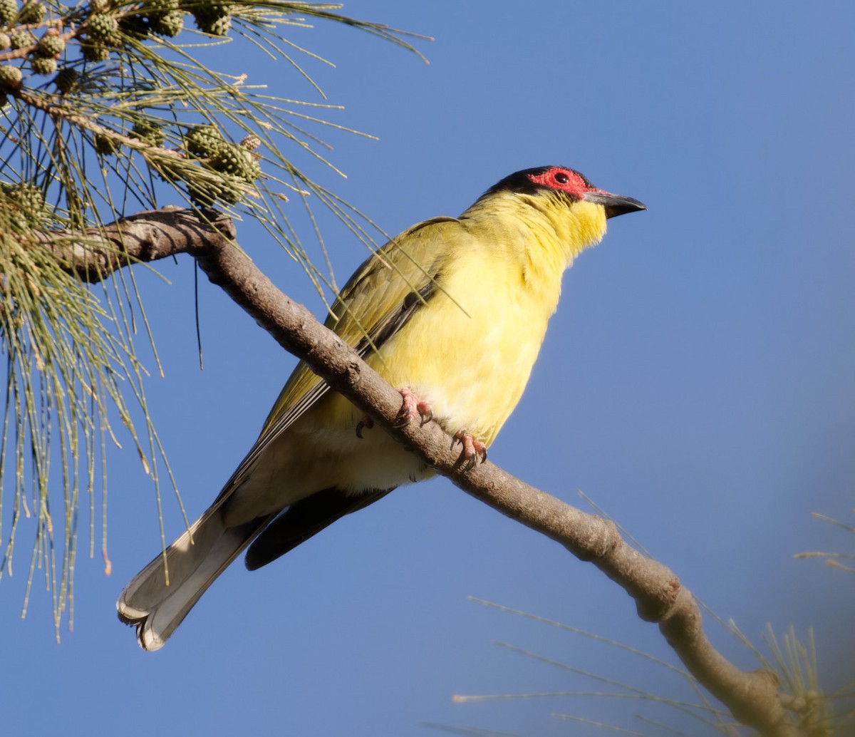 Australasian Figbird - ML610446271