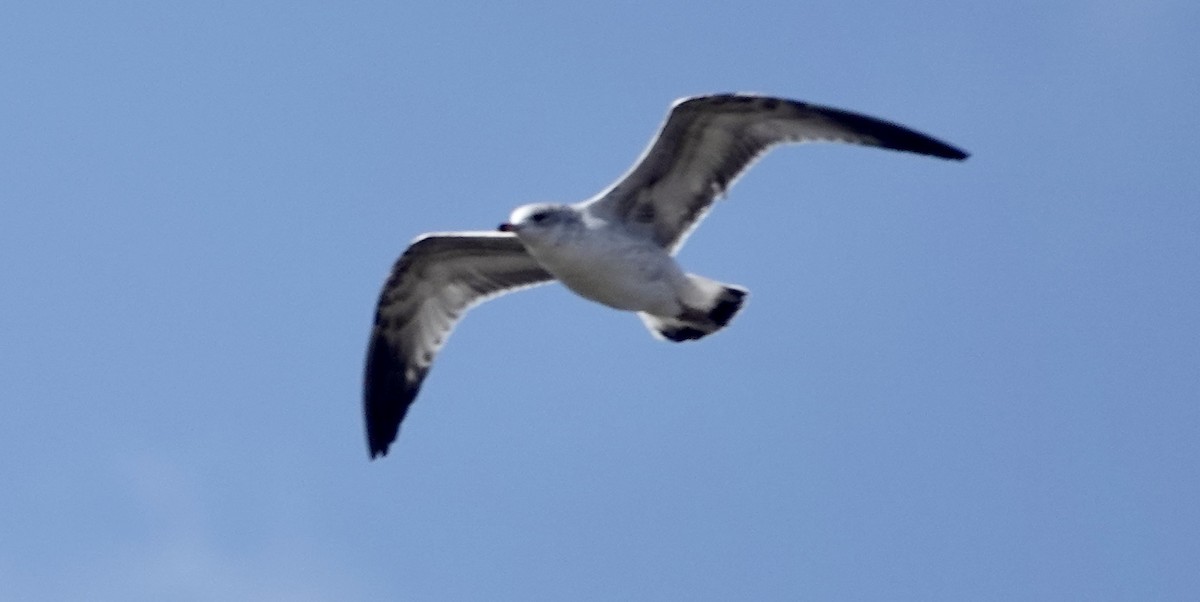 Ring-billed Gull - ML610446272