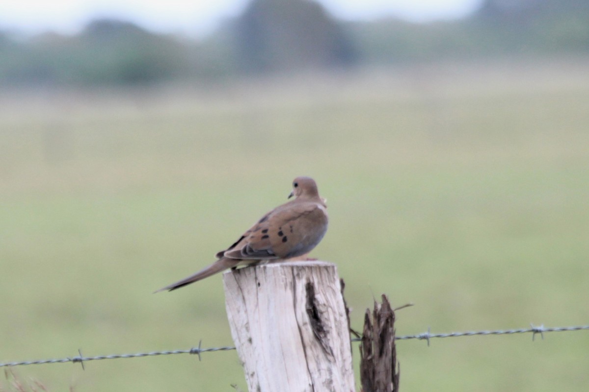 Mourning Dove - Angel Zakharia