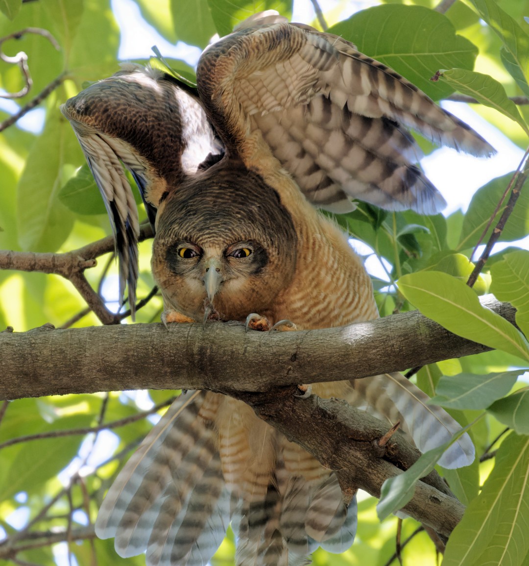 Rufous Owl - ML610446339
