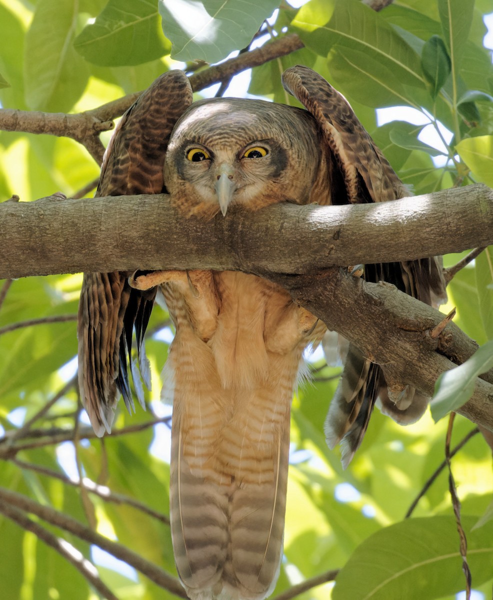 Rufous Owl - ML610446340